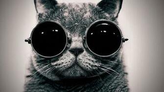 Cute Cat With Sunglasses Wallpaper