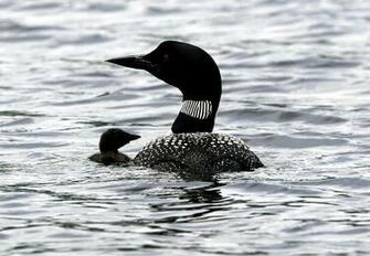 Wallpaper Common Loon Acrylic On Winter