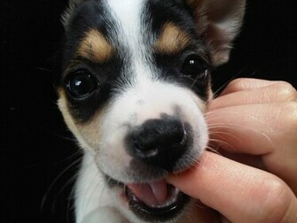 Jack Russell Wallpaper Fun Animals Wiki Videos Pictures Stories