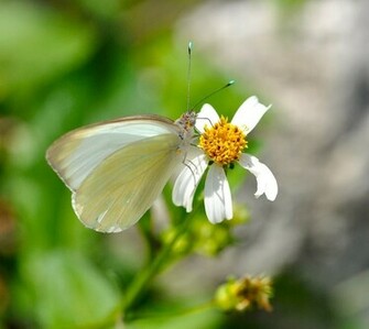 Papillon Wallpaper