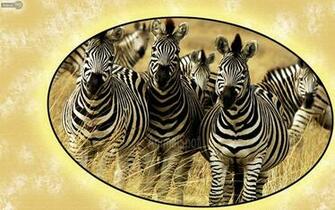 Zebra Wallpaper Animal Spot