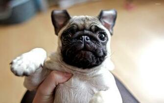 Pug Wallpaper Animal