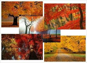 Autumn Desktop Theme