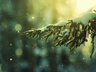 Picstopin Snow Pine Desktop Wallpaper HD