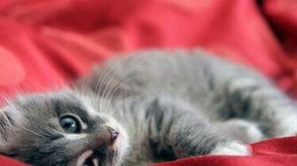 Cats Kittens Wallpaper