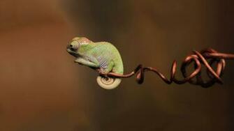 Chameleon HD Wallpaper