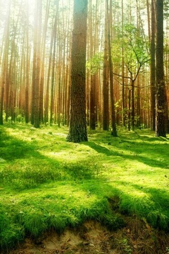 Beautiful Forest Scenery Simply iPhone Wallpaper