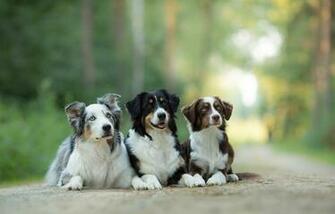 Wallpaper Australian Shepherd Aussie Dog Trinity Trio