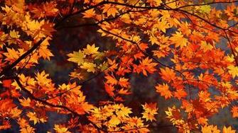 Autumn Japan Wallpaper