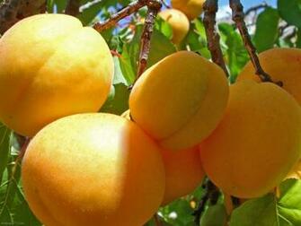 Apricot Fruits Food Wallpaper Fruit Jpg