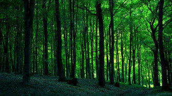 Greenery Nature Forest HD Wallpaper