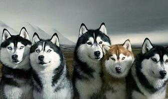 Siberian Husky Wallpaper X Net