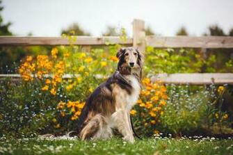 Borzoi HD Wallpaper Background Image Id