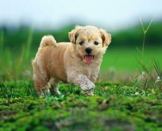 Best Friends Cool Animals Image Dog Photos Eye