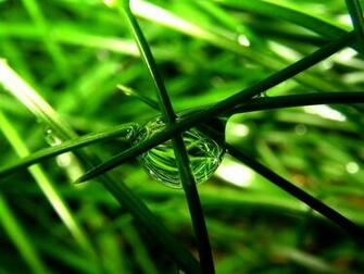 Green Nature Wallpaper
