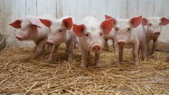 Wallpaper Company Pig Stable Desktop In The