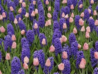 By John Category Flowers Resolution S