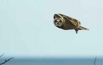Sky Bird Owl Flying