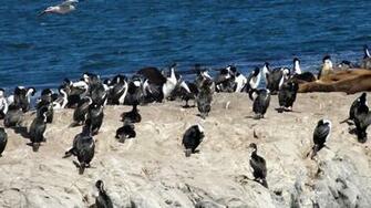 Imperial Shag 4k Ultra HD Wallpaper And Background