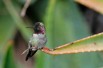 Hummingbirds Wallpaper HD