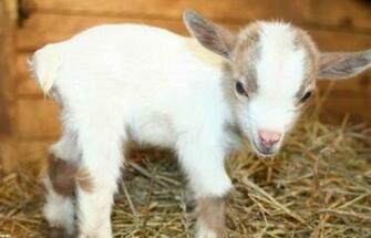 Menai Marketplace Is Having An Animal Farm Visit For Five Days In The