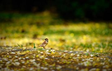 Wallpaper Animals Yellow Nature Background Widescreen Bird