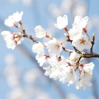 Cherry Blossom iPhone Wallpaper And Blue Sky