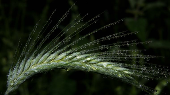Macro HD Wallpaper Background Image