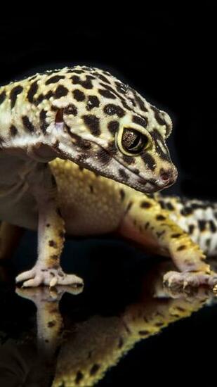 Leopard Gecko Wallpaper Pixshark Image