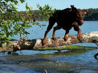 The Doberman Dog Desktop Wallpaper Pictures Online For Pc
