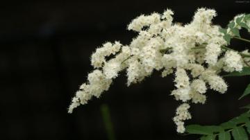 Wallpaper Flowers White Plain Bloom Desktop My Local