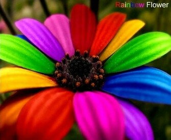 4u HD Wallpaper Beautiful Rainbow Flowers