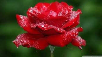 Rose Flowers Wallpaper Real HD
