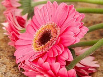 Pink Daisy Colorful Flowers Pictures Wallpaper