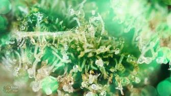 Related Pictures Marijuana Desktop Background Wallpaper Basic Pot