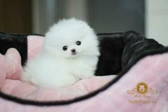 Cute Pomeranian Funny Pet Wallpaper Wallpoop The Site