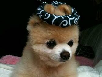 Pomeranian Lovely Wallpaper Pictures