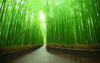 Bamboo Forest Wallpaper HD Desktop Background