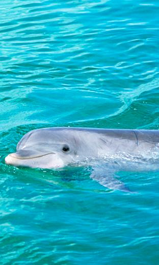 Dolphins HD Live Wallpaper For Android