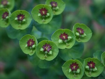 Damien Wallpaper New Green Flower