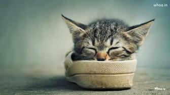 Funny Baby Cats Background Wallpaper