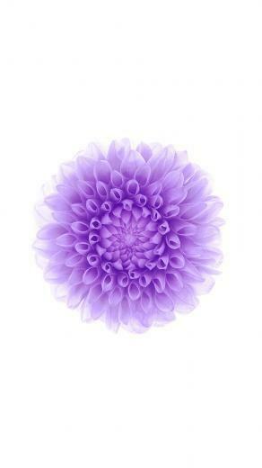 Apple Flower Pattern Background iPhone Wallpaper