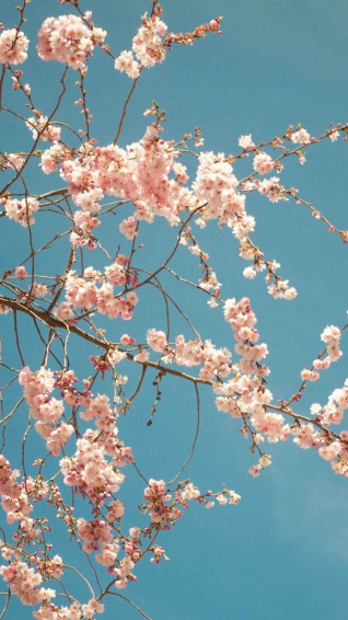 Sakura Wallpaper Ixpap