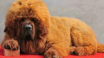 Tibetan Mastiff Puppies HD Background To