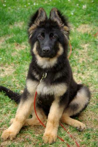 Tan German Shepherd Puppies HD Wallpaper Background Image