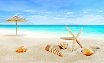 4k 5k Shells Sea Starfish Summer Beach Sand Rare