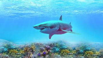 The Great White Shark HD Wallpaper 4k