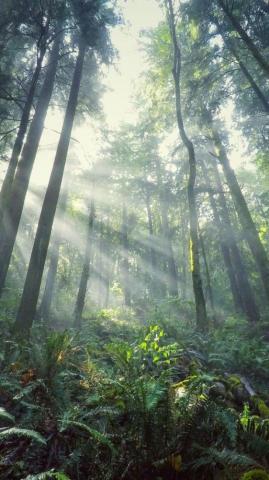 Wallpaper Light Forest Tree 4k Nature