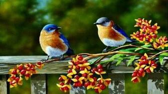 Blue Bird Wallpaper HD Desktopinhq