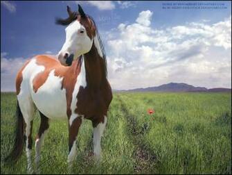 Go Back Gallery For Paint Horse Wallpaper